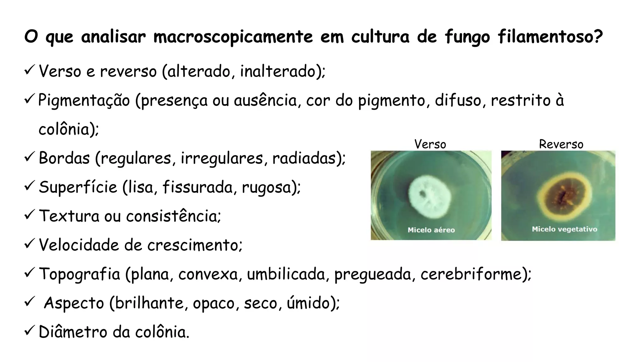  Verso e reverso (alterado, inalterado);
 Pigmentação (presença ou ausência, cor do pigmento, difuso, restrito à
colônia);
 Bordas (regulares, irregulares, radiadas);
 Superfície (lisa, fissurada, rugosa);
 Textura ou consistência;
 Velocidade de crescimento;
 Topografia (plana, convexa, umbilicada, pregueada, cerebriforme);
 Aspecto (brilhante, opaco, seco, úmido);
 Diâmetro da colônia.
O que analisar macroscopicamente em cultura de fungo filamentoso?
Verso Reverso
 