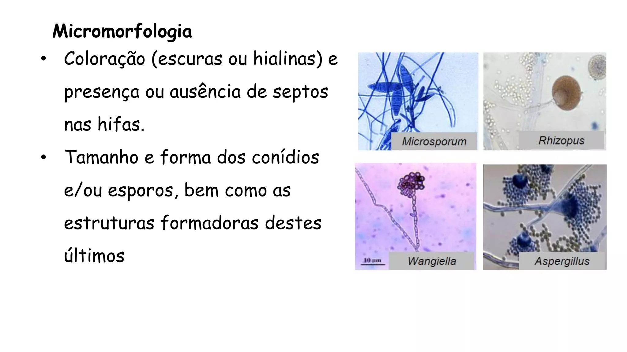 Micromorfologia
• Coloração (escuras ou hialinas) e
presença ou ausência de septos
nas hifas.
• Tamanho e forma dos conídios
e/ou esporos, bem como as
estruturas formadoras destes
últimos
 