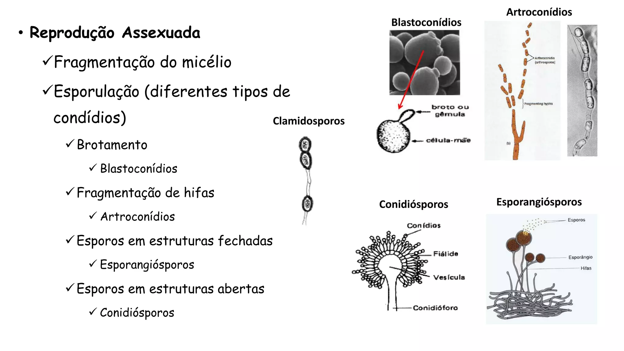 • Reprodução Assexuada
Fragmentação do micélio
Esporulação (diferentes tipos de
condídios)
Brotamento
 Blastoconídios
Fragmentação de hifas
 Artroconídios
Esporos em estruturas fechadas
 Esporangiósporos
Esporos em estruturas abertas
 Conidiósporos
Blastoconídios
Artroconídios
Conidiósporos Esporangiósporos
Clamidosporos
 
