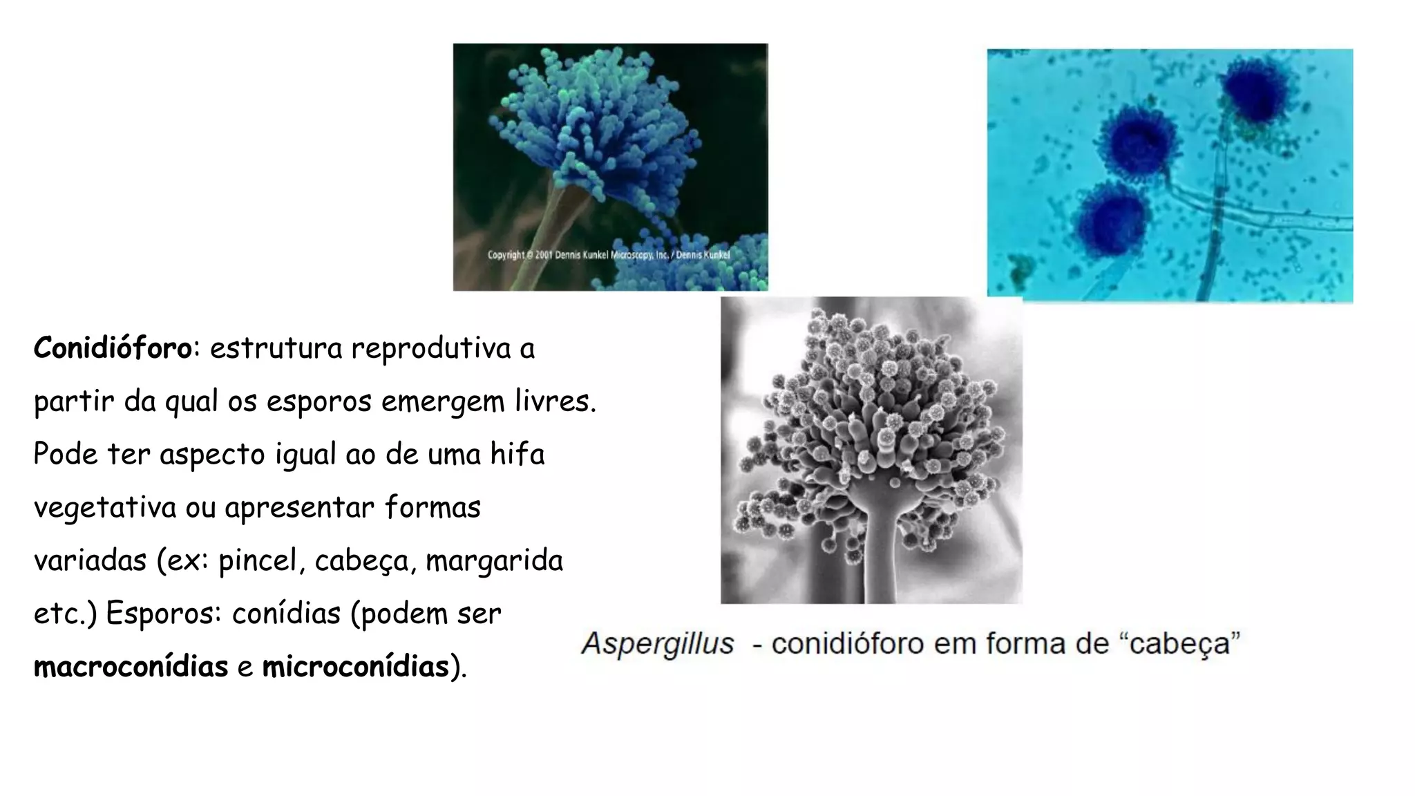 Conidióforo: estrutura reprodutiva a
partir da qual os esporos emergem livres.
Pode ter aspecto igual ao de uma hifa
vegetativa ou apresentar formas
variadas (ex: pincel, cabeça, margarida
etc.) Esporos: conídias (podem ser
macroconídias e microconídias).
 