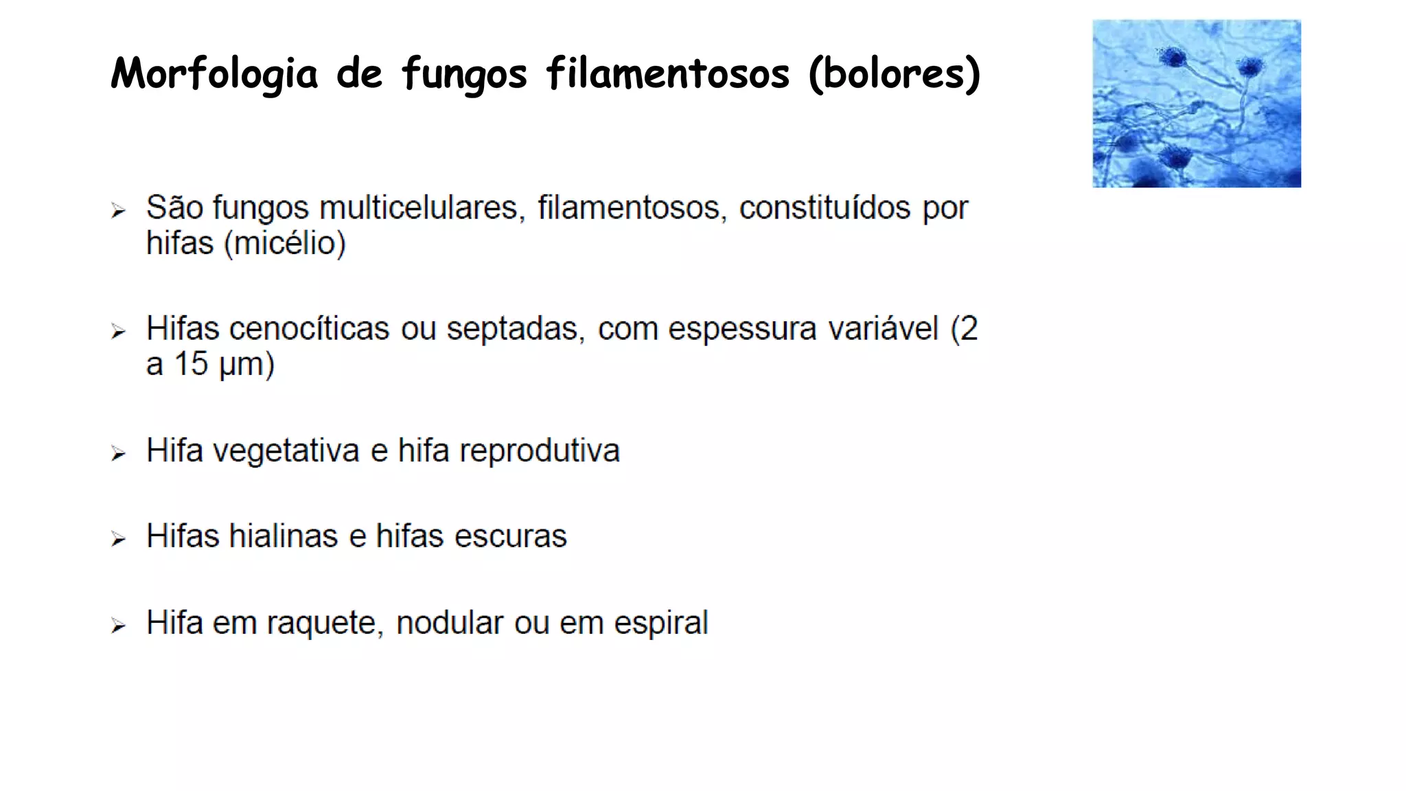 Morfologia de fungos filamentosos (bolores)
 