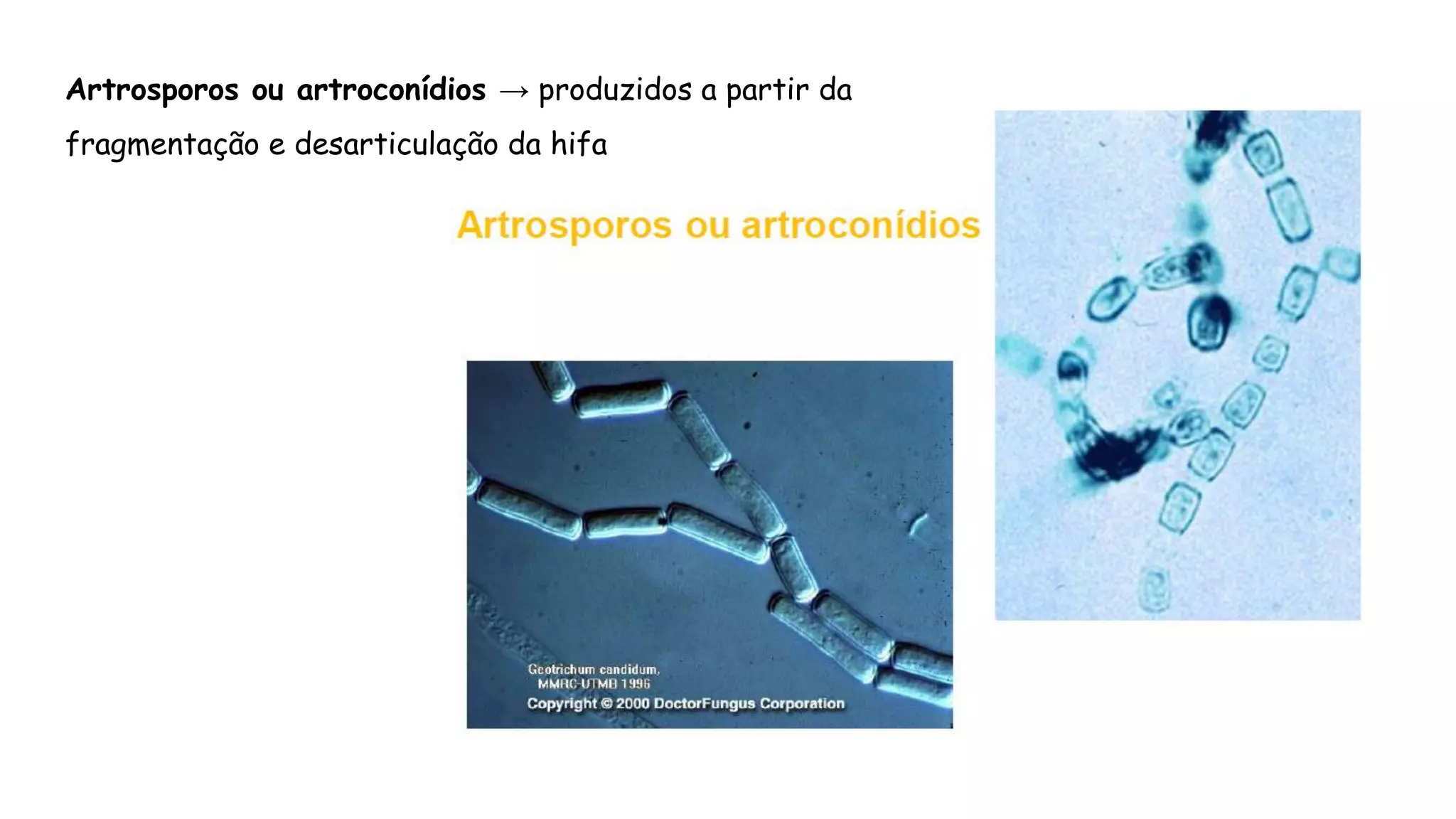 Artrosporos ou artroconídios → produzidos a partir da
fragmentação e desarticulação da hifa
 