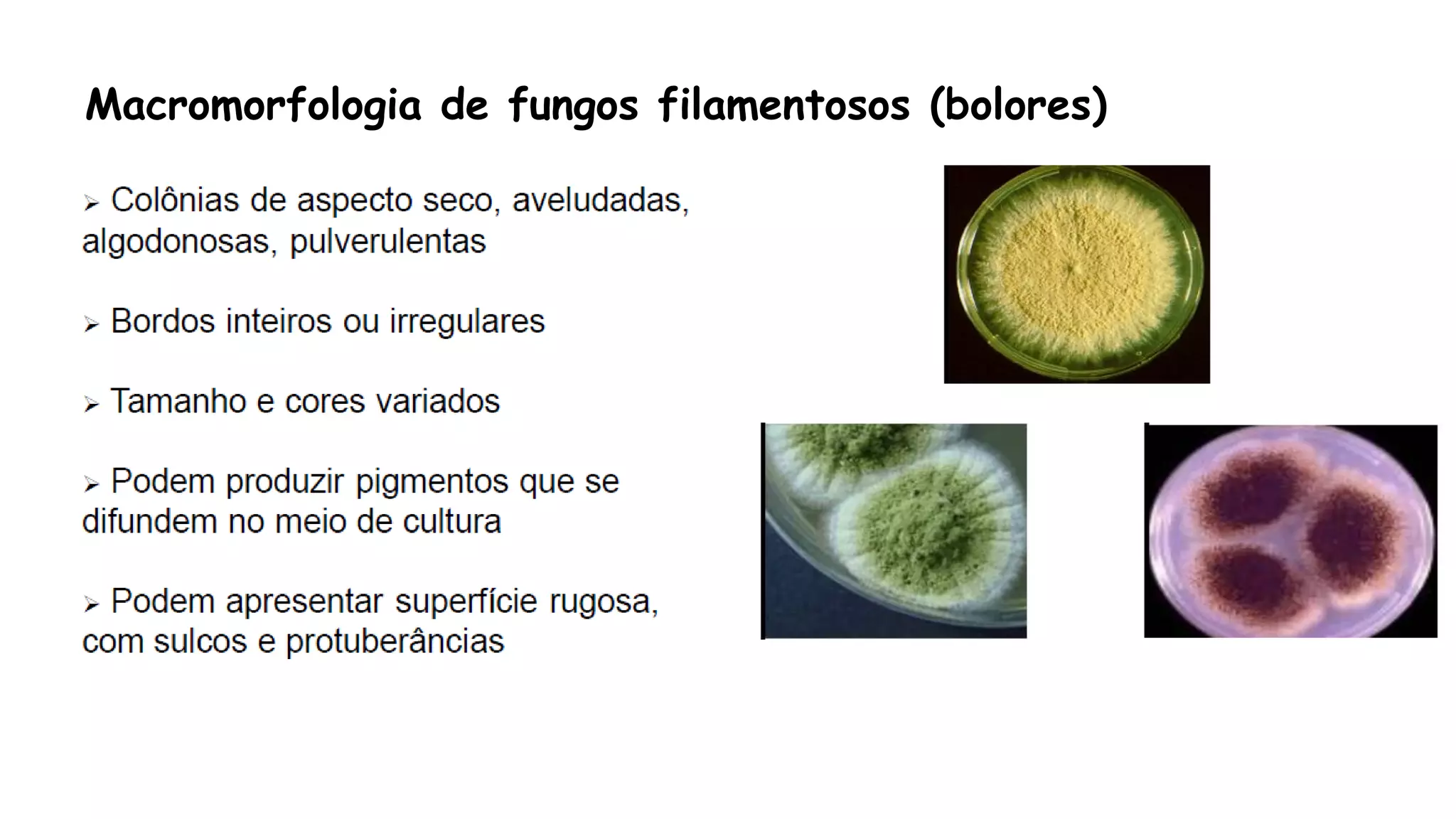 Macromorfologia de fungos filamentosos (bolores)
 