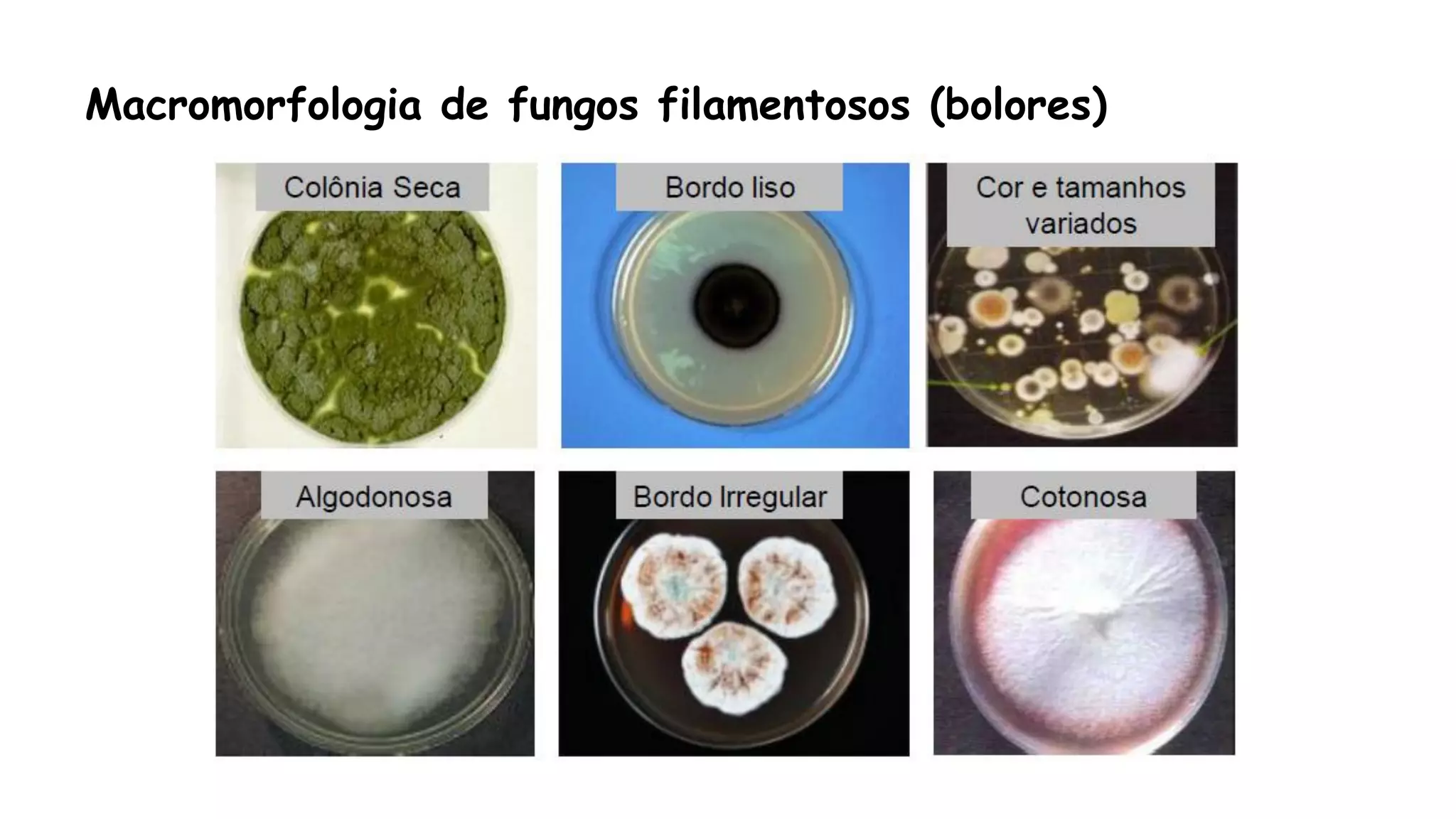 Macromorfologia de fungos filamentosos (bolores)
 