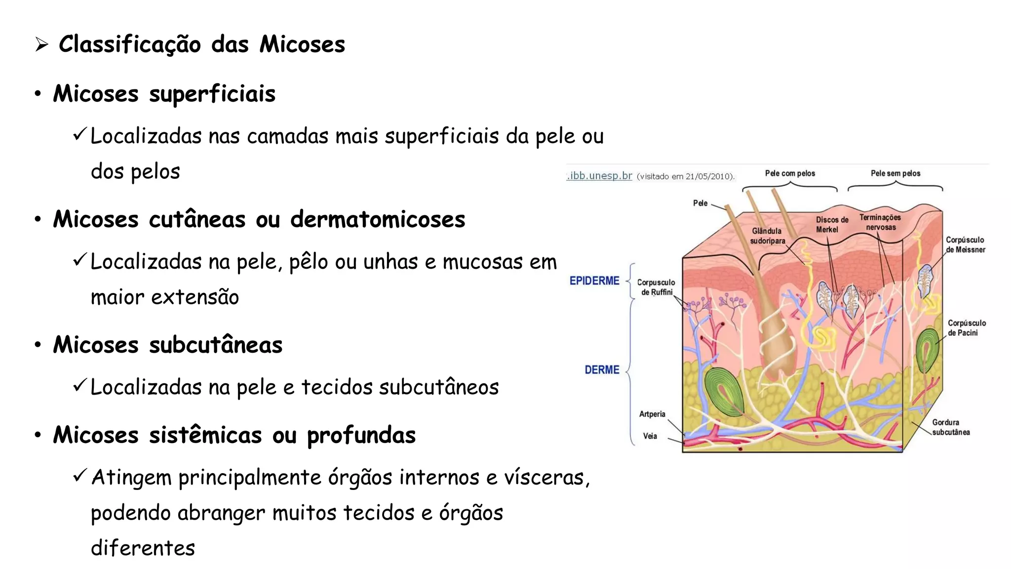  Classificação das Micoses
• Micoses superficiais
Localizadas nas camadas mais superficiais da pele ou
dos pelos
• Micoses cutâneas ou dermatomicoses
Localizadas na pele, pêlo ou unhas e mucosas em
maior extensão
• Micoses subcutâneas
Localizadas na pele e tecidos subcutâneos
• Micoses sistêmicas ou profundas
Atingem principalmente órgãos internos e vísceras,
podendo abranger muitos tecidos e órgãos
diferentes
 