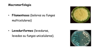 • Filamentosos (bolores ou fungos
multicelulares)
• Leveduriformes (leveduras,
levedos ou fungos unicelulares).
Macromorfologia
 