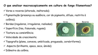  Verso e reverso (alterado, inalterado);
 Pigmentação (presença ou ausência, cor do pigmento, difuso, restrito à
colônia);
 Bordas (regulares, irregulares, radiadas);
 Superfície (lisa, fissurada, rugosa);
 Textura ou consistência;
 Velocidade de crescimento;
 Topografia (plana, convexa, umbilicada, pregueada, cerebriforme);
 Aspecto (brilhante, opaco, seco, úmido);
 Diâmetro da colônia.
O que analisar macroscopicamente em cultura de fungo filamentoso?
Verso Reverso
 