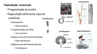• Reprodução Assexuada
Fragmentação do micélio
Esporulação (diferentes tipos de
condídios)
Brotamento
 Blastoconídios
Fragmentação de hifas
 Artroconídios
Esporos em estruturas fechadas
 Esporangiósporos
Esporos em estruturas abertas
 Conidiósporos
Blastoconídios
Artroconídios
Conidiósporos Esporangiósporos
Clamidosporos
 