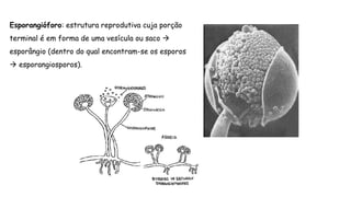 Esporangióforo: estrutura reprodutiva cuja porção
terminal é em forma de uma vesícula ou saco 
esporângio (dentro do qual encontram-se os esporos
 esporangiosporos).
 