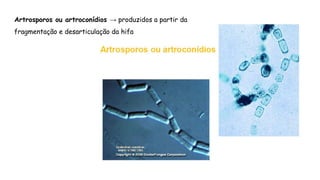 Artrosporos ou artroconídios → produzidos a partir da
fragmentação e desarticulação da hifa
 