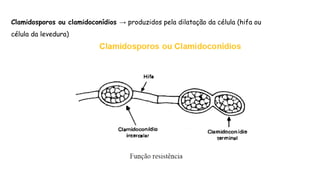 Clamidosporos ou clamidoconídios → produzidos pela dilatação da célula (hifa ou
célula da levedura)
 