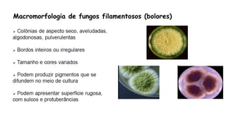 Macromorfologia de fungos filamentosos (bolores)
 