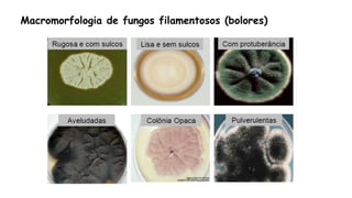 Macromorfologia de fungos filamentosos (bolores)
 