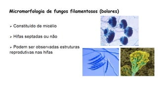 Micromorfologia de fungos filamentosos (bolores)
 