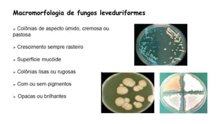 Macromorfologia de fungos leveduriformes
 
