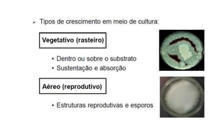 Micologia médica 
