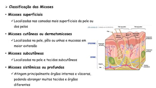  Classificação das Micoses
• Micoses superficiais
Localizadas nas camadas mais superficiais da pele ou
dos pelos
• Micoses cutâneas ou dermatomicoses
Localizadas na pele, pêlo ou unhas e mucosas em
maior extensão
• Micoses subcutâneas
Localizadas na pele e tecidos subcutâneos
• Micoses sistêmicas ou profundas
Atingem principalmente órgãos internos e vísceras,
podendo abranger muitos tecidos e órgãos
diferentes
 