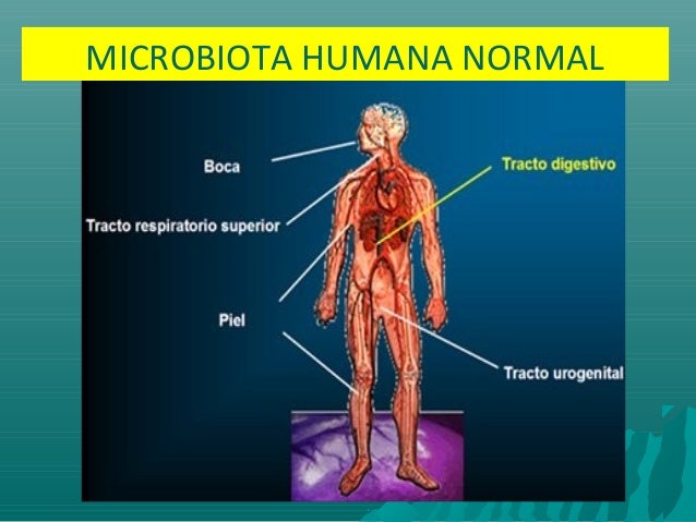 4. microb comun ecologia microbiota humnorm,