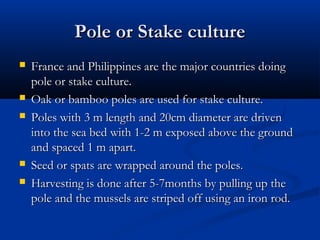 Pole or Stake culture
   France and Philippines are the major countries doing
    pole or stake culture.
   Oak or bamboo poles are used for stake culture.
   Poles with 3 m length and 20cm diameter are driven
    into the sea bed with 1-2 m exposed above the ground
    and spaced 1 m apart.
   Seed or spats are wrapped around the poles.
   Harvesting is done after 5-7months by pulling up the
    pole and the mussels are striped off using an iron rod.
 