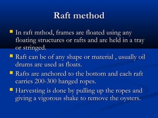 Raft method
   In raft mthod, frames are floated using any
    floating structures or rafts and are held in a tray
    or stringed.
   Raft can be of any shape or material , usually oil
    drums are used as floats.
   Rafts are anchored to the bottom and each raft
    carries 200-300 hanged ropes.
   Harvesting is done by pulling up the ropes and
    giving a vigorous shake to remove the oysters.
 