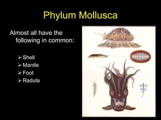 Phylum Mollusca Almost all have the following in common: ,[object Object]