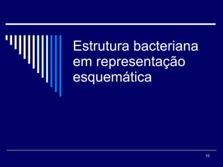 Estrutura bacteriana em representação esquemática 