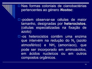 Nas formas coloniais de cianobactérias pertencentes ao género  Nostoc : -podem observar-se células de maior tamanho, designadas por  heterocistos . (células especializadas na fixação de azoto) -os heterocistos contêm uma enzima que intervém na redução do N 2  (azoto atmosférico) e NH 3  (amoníaco), que pode ser incorporado em aminoácidos, em ácidos nucleícos ou em outros compostos orgânicos. 
