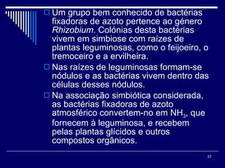 Um grupo bem conhecido de bactérias fixadoras de azoto pertence ao género  Rhizobium . Colónias desta bactérias vivem em simbiose com raízes de plantas leguminosas, como o feijoeiro, o tremoceiro e a ervilheira. Nas raízes de leguminosas formam-se nódulos e as bactérias vivem dentro das células desses nódulos.  Na associação simbiótica considerada, as bactérias fixadoras de azoto atmosférico convertem-no em NH 3 , que fornecem à leguminosa, e recebem pelas plantas glícidos e outros compostos orgânicos.  