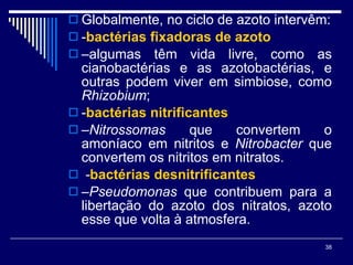Globalmente, no ciclo de azoto intervêm: - bactérias fixadoras de azoto   – algumas têm vida livre, como as cianobactérias e as azotobactérias, e outras podem viver em simbiose, como  Rhizobium ; - bactérias nitrificantes   – Nitrossomas  que convertem o amoníaco em nitritos e  Nitrobacter  que convertem os nitritos em nitratos. - bactérias desnitrificantes   – Pseudomonas  que contribuem para a libertação do azoto dos nitratos, azoto esse que volta à atmosfera.   