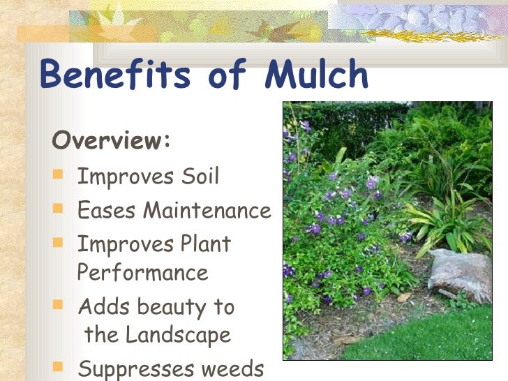FYN Principle 4 Mulch