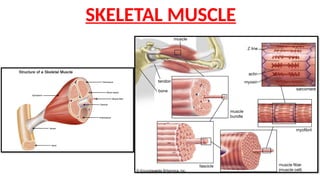 muscle physiology including the structure of skeletal muscles | PPTX