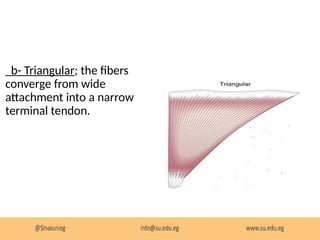 Triangular Parallel Muscle 4- Muscular system_f1928ba0522544892b91566941f7a440.pptx