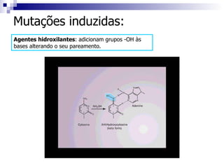Mutações induzidas: Agentes hidroxilantes : adicionam grupos -OH às bases alterando o seu pareamento. 