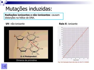 Mutações induzidas: Radiações ionizantes e não-ionizantes : causam distorções na hélice de DNA. UV : não-ionizante Raio X : ionizante Dímeros de pirimidina 
