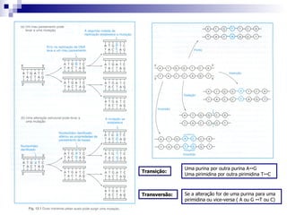 Uma purina por outra purina A   G Uma pirimidina por outra pirimidina T   C Transição: Transversão: Se a alteração for de uma purina para uma pirimidina ou vice-versa ( A ou G    T ou C) 
