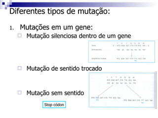 Mutações em um gene: Mutação silenciosa dentro de um gene Mutação de sentido trocado Mutação sem sentido Diferentes tipos de mutação: Stop códon 