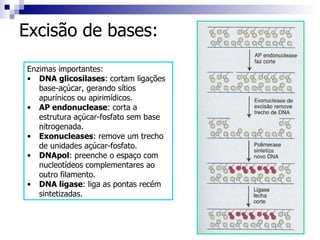 Excisão de bases: Enzimas importantes: DNA glicosilases : cortam ligações base-açúcar, gerando sítios apurínicos ou apirimídicos. AP endonuclease : corta a estrutura açúcar-fosfato sem base nitrogenada. Exonucleases : remove um trecho de unidades açúcar-fosfato. DNApol : preenche o espaço com nucleotídeos complementares ao outro filamento. DNA ligase : liga as pontas recém sintetizadas. 