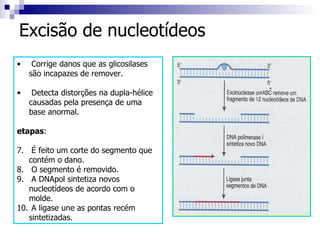 Excisão de nucleotídeos Corrige danos que as glicosilases são incapazes de remover. Detecta distorções na dupla-hélice causadas pela presença de uma base anormal. etapas : É feito um corte do segmento que contém o dano. O segmento é removido. A DNApol sintetiza novos nucleotídeos de acordo com o molde. A ligase une as pontas recém sintetizadas. 