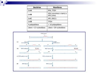 Libera ~28 nucleotídeos Libera ~12 nucleotídeos > 18 polipeptídeos 4 polipeptídeos TFIIH Uvr D XPF, ERCC1 Uvr C XPA (reconhece o dano) e XPG (cliva) Uvr B RPA, TFIIH Uvr A Mamíferos Bactérias 
