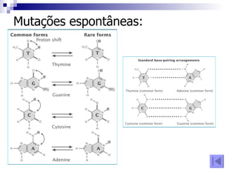 Mutações espontâneas: 