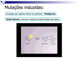 Mutações induzidas: Causadas por agentes físicos ou químicos -  Mutágenos Ácido Nitroso : promove reações de deaminação das bases. 