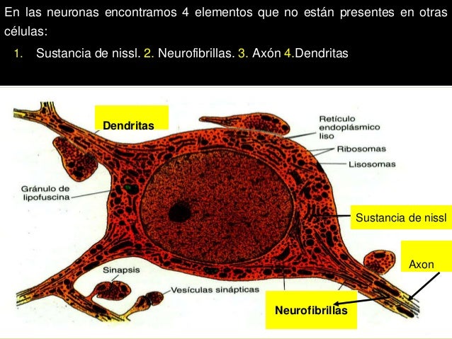 Neurona y neuroglia