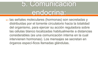 5. Comunicación endocrina:las señales moleculares (hormonas) son secretadas y distribuidas por el torrente circulatorio hacia la totalidad del organismo, para ejercer su acción reguladora sobre las células blanco localizadas habitualmente a distancias considerables (es una comunicación interna en la cual intervienen hormonas). Los mensajes se secretan en órganos especí­ficos llamadas glándulas. 