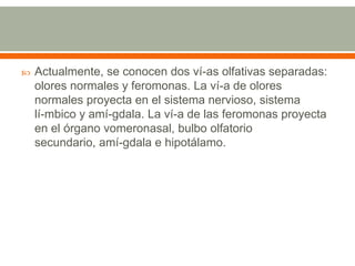 Actualmente, se conocen dos ví­as olfativas separadas: olores normales y feromonas. La ví­a de olores normales proyecta en el sistema nervioso, sistema lí­mbico y amí­gdala. La ví­a de las feromonas proyecta en el órgano vomeronasal, bulbo olfatorio secundario, amí­gdala e hipotálamo.