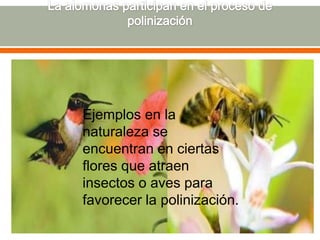 La alomonas participan en el proceso de polinizaciónEjemplos en la naturaleza se encuentran en ciertas flores que atraen insectos o aves para favorecer la polinización.