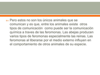 Pero estos no son los únicos animales que se comunican y es que, entre los animales existe  otros tipos de comunicación  como puede ser la comunicación química a traves de las feromonas. Las abejas producen varios tipos de feromonas especialmente las reinas. Las feromonas al liberarse por el medio externo influyen en el comportamiento de otros animales de su especie.