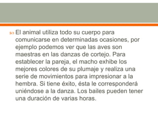 El animal utiliza todo su cuerpo para comunicarse en determinadas ocasiones, por ejemplo podemos ver que las aves son maestras en las danzas de cortejo. Para establecer la pareja, el macho exhibe los mejores colores de su plumaje y realiza una serie de movimientos para impresionar a la hembra. Si tiene éxito, ésta le corresponderá uniéndose a la danza. Los bailes pueden tener una duración de varias horas.