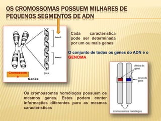 Cromossom
a
O conjunto de todos os genes do ADN é o
GENOMA
Cada característica
pode ser determinada
por um ou mais genes
Os cromossomas homólogos possuem os
mesmos genes. Estes podem conter
informações diferentes para as mesmas
características
OS CROMOSSOMAS POSSUEM MILHARES DE
PEQUENOS SEGMENTOS DE ADN
 