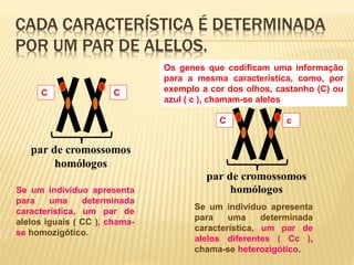 CADA CARACTERÍSTICA É DETERMINADA
POR UM PAR DE ALELOS.
C C
C c
Os genes que codificam uma informação
para a mesma característica, como, por
exemplo a cor dos olhos, castanho (C) ou
azul ( c ), chamam-se alelos
Se um indivíduo apresenta
para uma determinada
característica, um par de
alelos iguais ( CC ), chama-
se homozigótico.
Se um indivíduo apresenta
para uma determinada
característica, um par de
alelos diferentes ( Cc ),
chama-se heterozigótico.
 