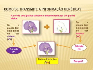 COMO SE TRANSMITE A INFORMAÇÃO GENÉTICA?
A cor de uma planta também é determinada por um par de
alelos
Se a
planta tem
dois alelos
de cor
violeta
(VV)
Se a
planta tem
dois alelos
de cor
branca
(vv)
Gâmeta
(V)
Gâmeta
(v)
Alelos diferentes
(Vv)
Porquê?
 